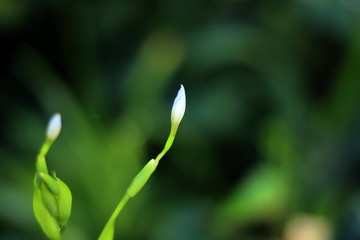 蝴蝶花蕾