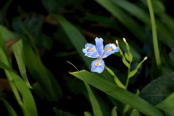 蝴蝶花