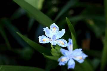 蝴蝶花