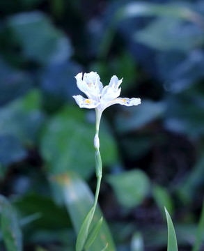 蝴蝶花