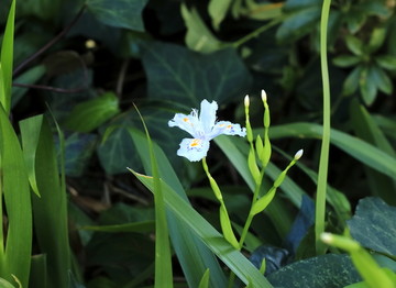 蝴蝶花