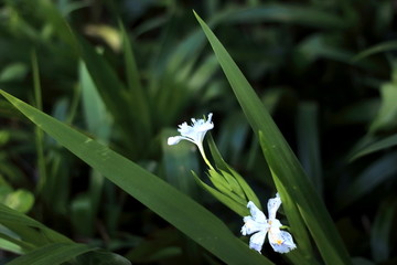 蝴蝶花