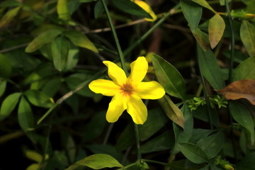 迎春花