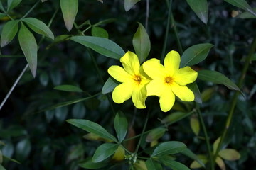 迎春花