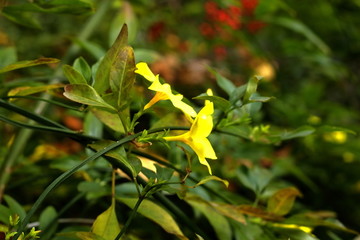迎春花