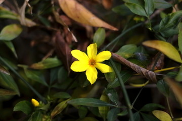 迎春花