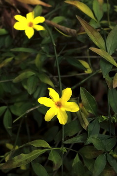 迎春花