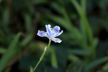 蝴蝶花