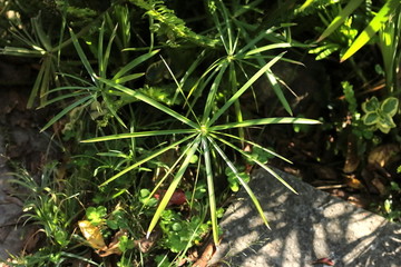 风车草