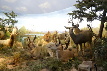 自然博物馆驯鹿标本模型