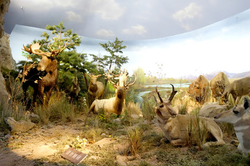 自然博物馆驯鹿标本模型