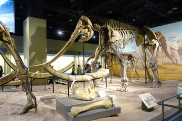 自然博物馆猛犸象化石