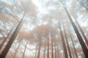 雾里的山林