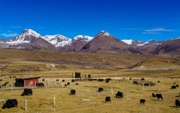 高原雪山牧场牦牛群