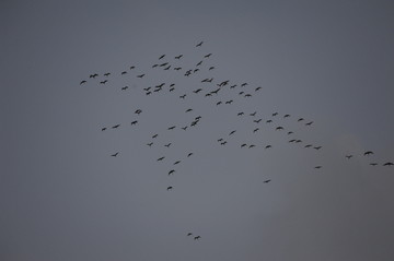 一群鸽子在天空飞翔