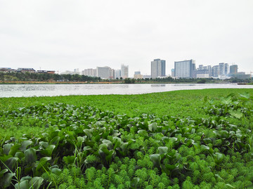 绿色的河岸