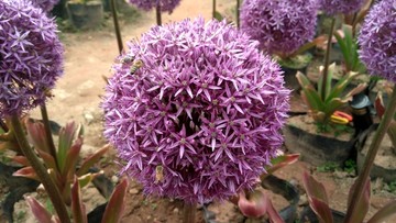 葱球花