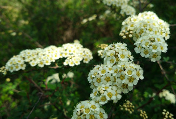 中华绣线菊