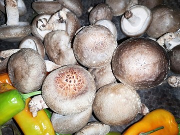 香菇