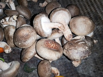 香菇