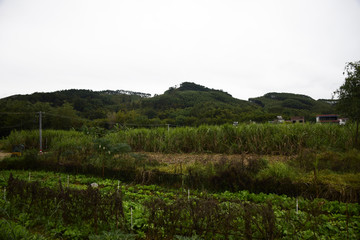 家乡风景