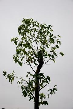樟树