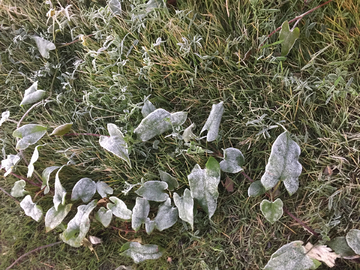 冬霜的草