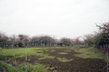 田野