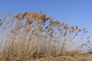 芦苇