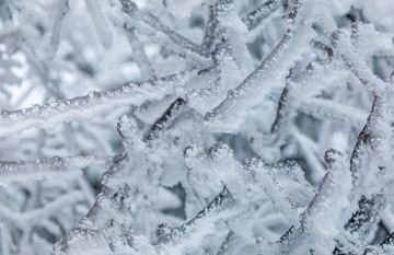 雪压枝条