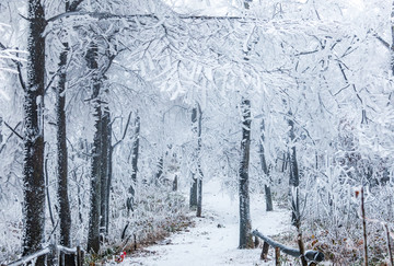 树林雪景