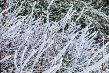 雪挂树枝