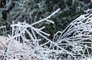 雪裹树枝