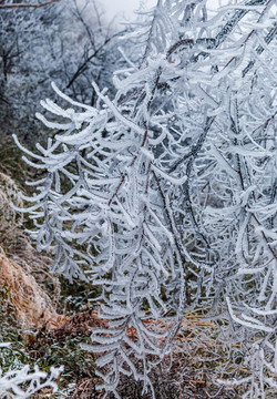 树枝雪景