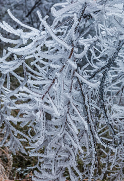 冬季雪景