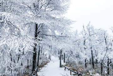 森林白雪