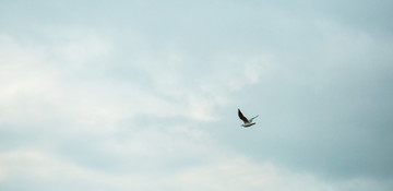 一只飞翔的海鸥