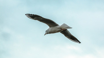 一只飞翔的海鸥