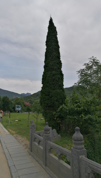 松树