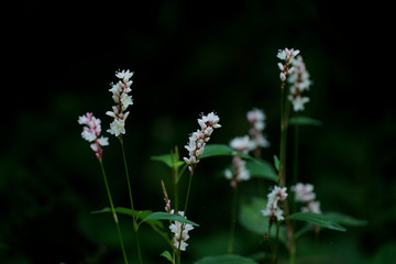 蓼花