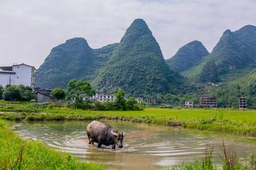 遇龙河