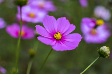 格桑花