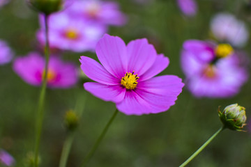 格桑花