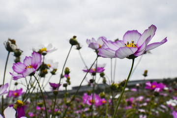 格桑花