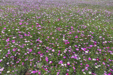 格桑花
