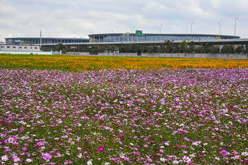 格桑花