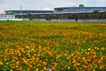 格桑花