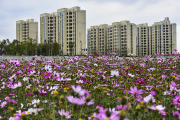 花园小区