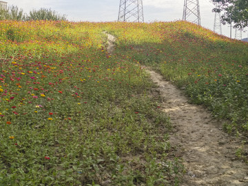 花香小路