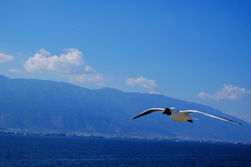 海鸥